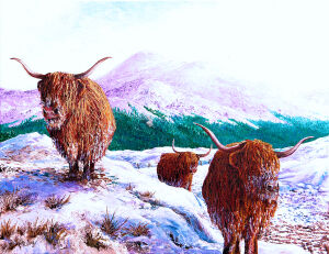 M28 Coos out foraging. Assynt area.