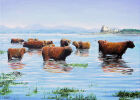 M11 Heelan Coos and its a  hot day on Mull.