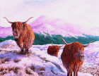 M28 Coos out foraging Assynt area.